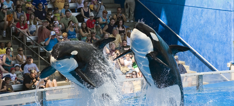 What you should know about dolphinariums