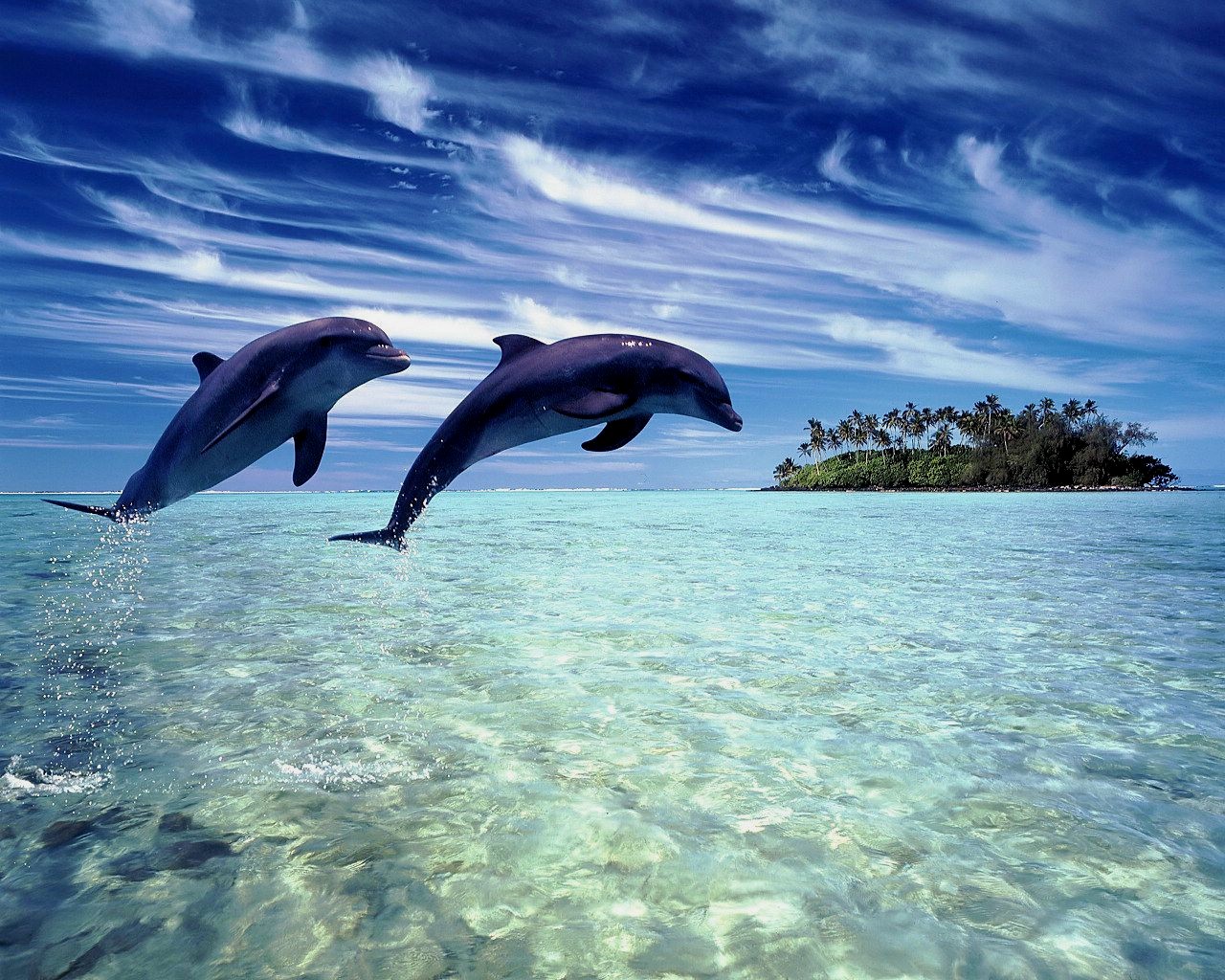 Riunirsi e agire per i delfini
